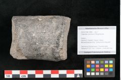 Foto (Objekt + Etikett) von Calamites communis Ettingshausen (NHMW-GEO-2024-0188-10966)